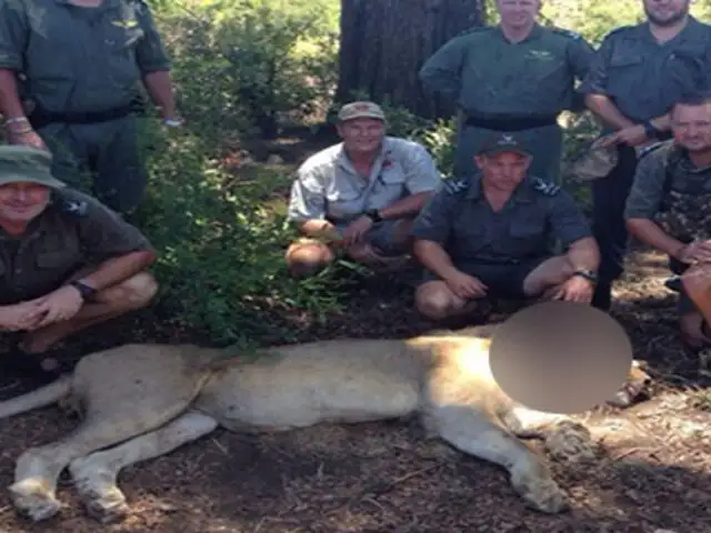 FOTOS: león malherido se salvó de una muerte segura gracias al aviso de unos turistas