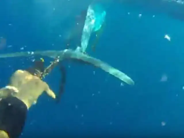 VIDEO: joven arriesga su vida para  rescatar a ballena atrapada