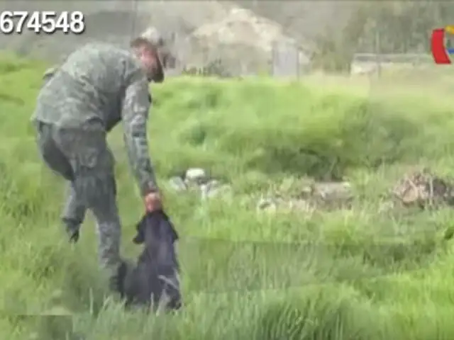 Impactantes imágenes: presuntos soldados torturan y degüellan animales