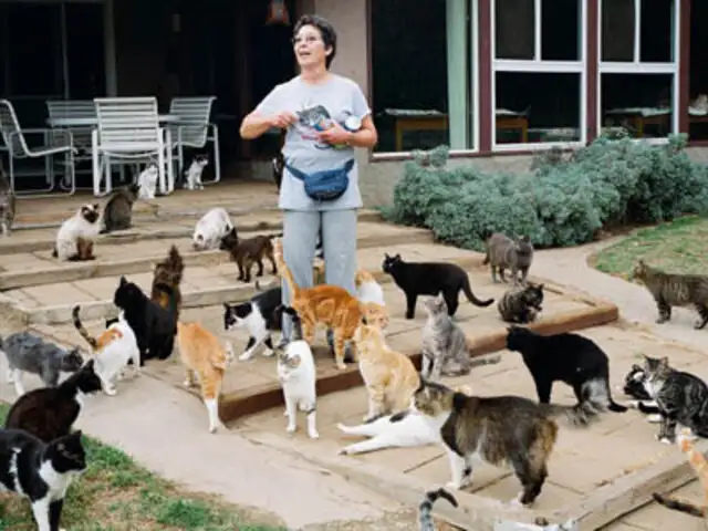 EEUU: mujer convive con mil gatos y espera acoger muchos más