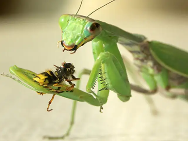 FOTOS: 7 datos insólitos que nadie te contó sobre la mantis religiosa