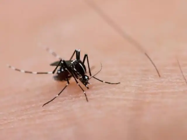 Minsa declaró alerta verde a nivel nacional por virus Zika