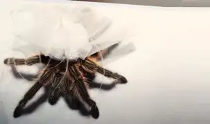 Conoce a la tarántula con comodidades en miniatura que triunfa en Instagram