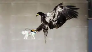 VIDEO: adiestran águilas para capturar drones enviados por terroristas