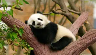 VIDEO: mira cómo tierno oso panda bebé intenta subir a árbol por primera vez