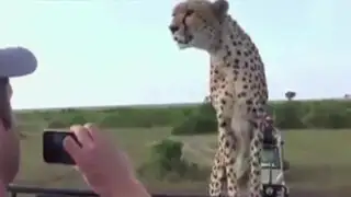 VIDEO: guepardo aterra a turistas en Kenia