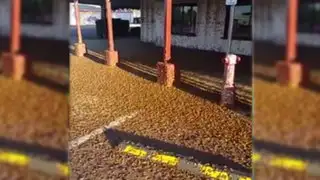 VIRAL: miles de polillas invaden calle de Australia