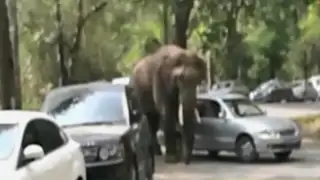 VIDEO: elefante causa pánico al destruir vehículos en plena vía