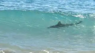 Imarpe descarta presencia de tiburones en playas de Lima por Fenómeno El Niño