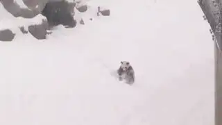 Adorable: mira cómo un panda disfruta jugando en la nieve