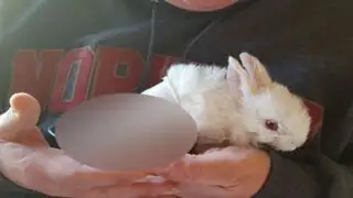 Un granjero le salvó la vida a un pequeño conejo gracias a este singular objeto