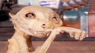 Extraña criatura momificada es encontrada en Turquía y deja desconcertados a los expertos