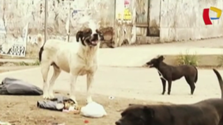 VMT: vecinos preocupados por incremento de perros abandonados