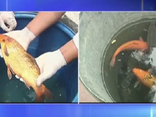 Sospechan que empresa de limpieza está involucrada en muerte de peces