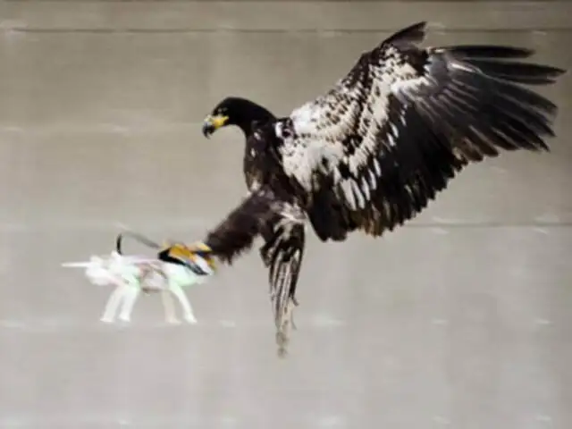 VIDEO: adiestran águilas para capturar drones enviados por terroristas