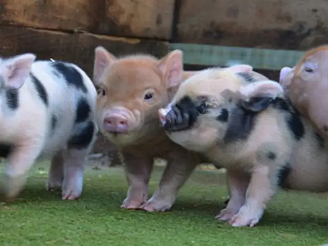Doctor en Familia: ‘mini pigs’, los cerditos que pueden ser las mascotas ideales para los niños