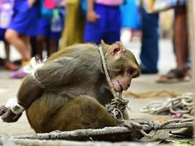 India: maltratan y humillan a un mono hambriento por robar comida en una comunidad