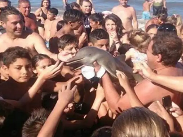 Argentina: delfín muere al ser sacado del agua por bañistas que querían tomarse un selfie