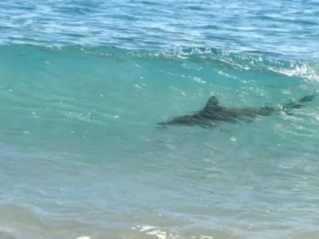 Imarpe descarta presencia de tiburones en playas de Lima por Fenómeno El Niño