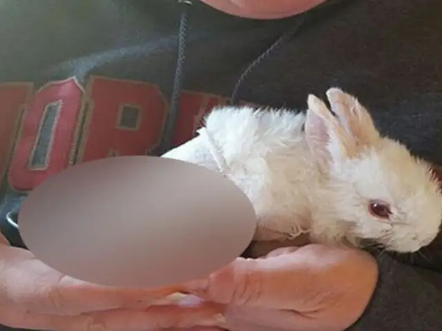 Un granjero le salvó la vida a un pequeño conejo gracias a este singular objeto