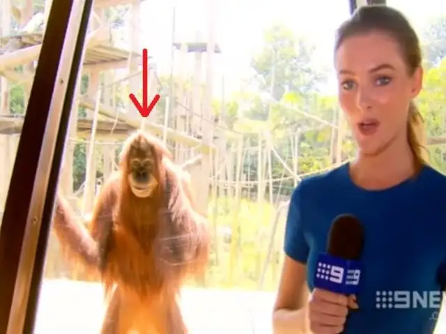 Adorable orangután se roba el show durante enlace en vivo de noticiero