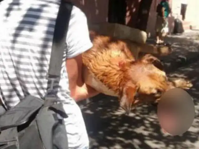 FOTOS: perro sufre graves lesiones tras morder bomba dejada por manifestantes