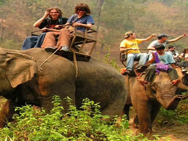 Conoce la terrible y cruel historia que hay detrás de los entrañables elefantes de Tailandia