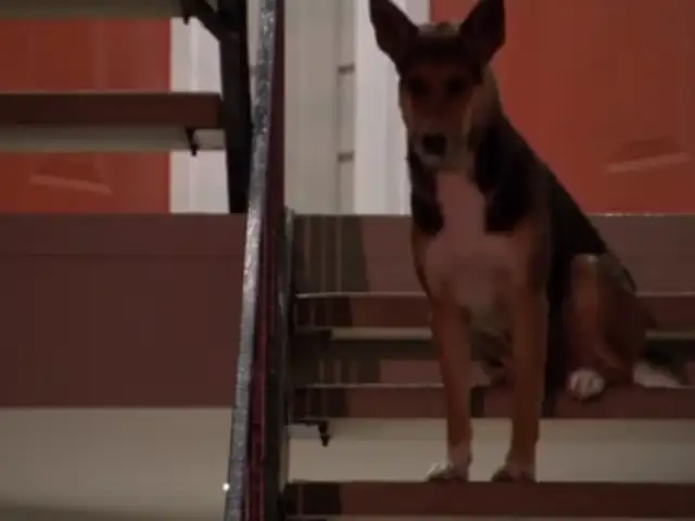 EEUU: perro esperó por semanas a amo que murió en asalto