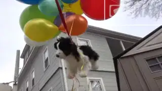 YouTube: casi muere de un susto al ver a su mascota ‘volando por los aires’