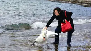 Macedonia: cisne muere al ser arrastrado por una turista que quería tomarse un selfie