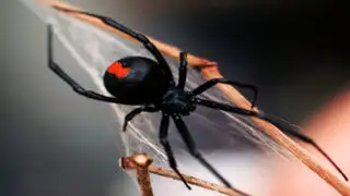FOTOS: 5 datos curiosos sobre las arañas que nunca habrías imaginado