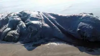 VIDEO: encuentran extraña criatura en playa de México