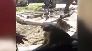 Mira la divertida reacción que tiene este mono al ver un truco de magia