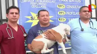 Perro rescatado de vendedores ilegales se reencuentra con sus dueños