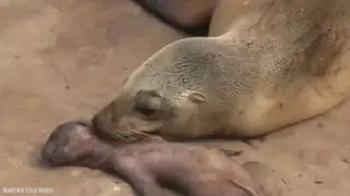 El conmovedor llanto de una leona marina frente al cuerpo sin vida de su cría