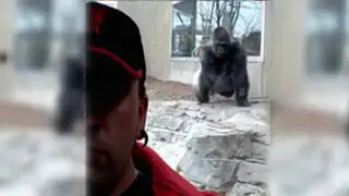 VIDEO: gorila intentó atacar a hombre que se tomaba selfie