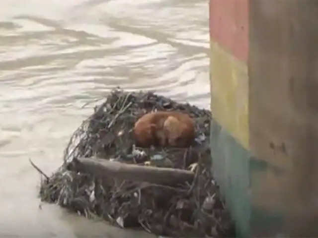Cajamarca: serenos rescatan a perrito atrapado en el río Maschón