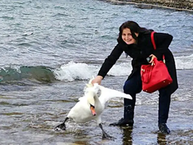 Macedonia: cisne muere al ser arrastrado por una turista que quería tomarse un selfie