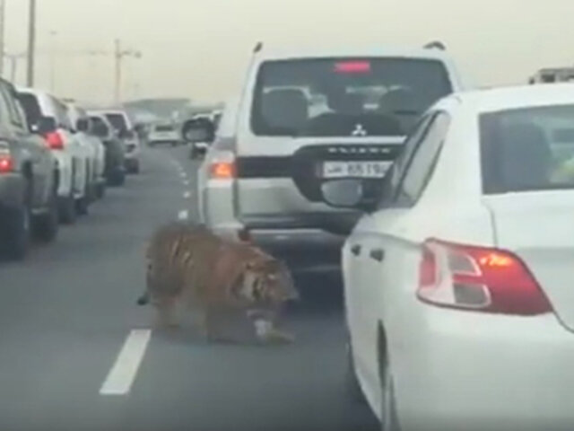 Tigre causa pánico en el tráfico de una autopista en Qatar