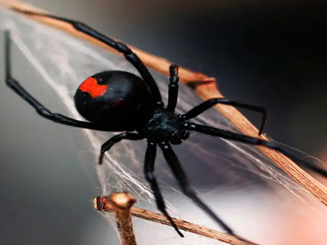 FOTOS: 5 datos curiosos sobre las arañas que nunca habrías imaginado