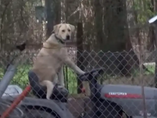 YouTube: transmisión en vivo es interrumpida por singular acto de can