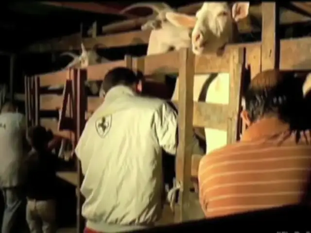 Venezuela: familias recurren a leche de cabra ante escases de alimentos