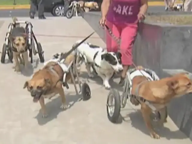 ‘Milagros Perrunos’: conoce el albergue para mascotas con discapacidad