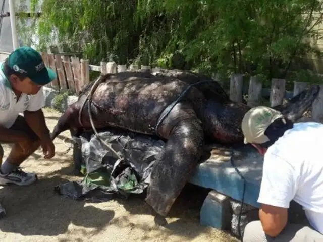 Tacna: encuentran tortuga gigante nunca antes vista en el litoral peruano