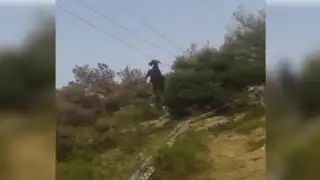 Grecia: rescatan a una cabra que había quedado colgada en un cable telefónico