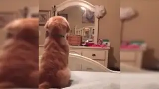 Mira la adorable reacción que tiene este perro al ver su reflejo en un espejo