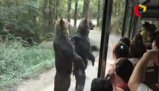 Corea del Sur: osos sorprenden a turistas al pararse en dos patas