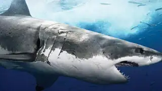 ¿Cuál es la relación entre nuestras extremidades y las branquias de los tiburones?
