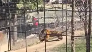 VIDEO: arriesgada joven entra a jaula de tigre para recoger una gorra