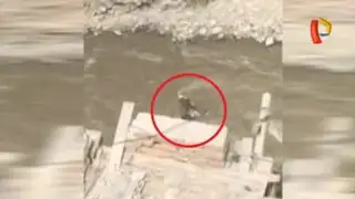 Perrito pierde la vida tras caer al río Rímac
